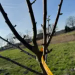 Ortsrat Triangel macht gespendete Obstbäume fit für den Frühling